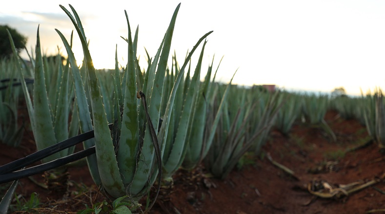 Aloe vera barbadensis estreñimiento