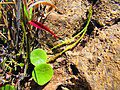 Peperomia ferreyrae wiki