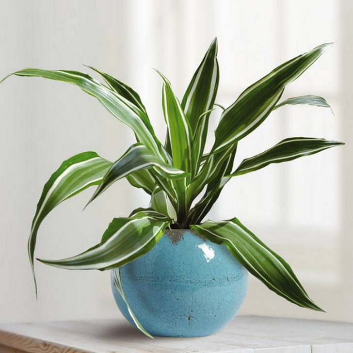 Cuanto tarda en crecer dracena