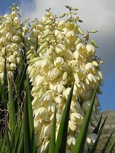 Yuca bayoneta española