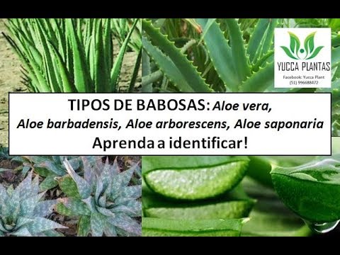 Tipos de aloe vera barbadensis