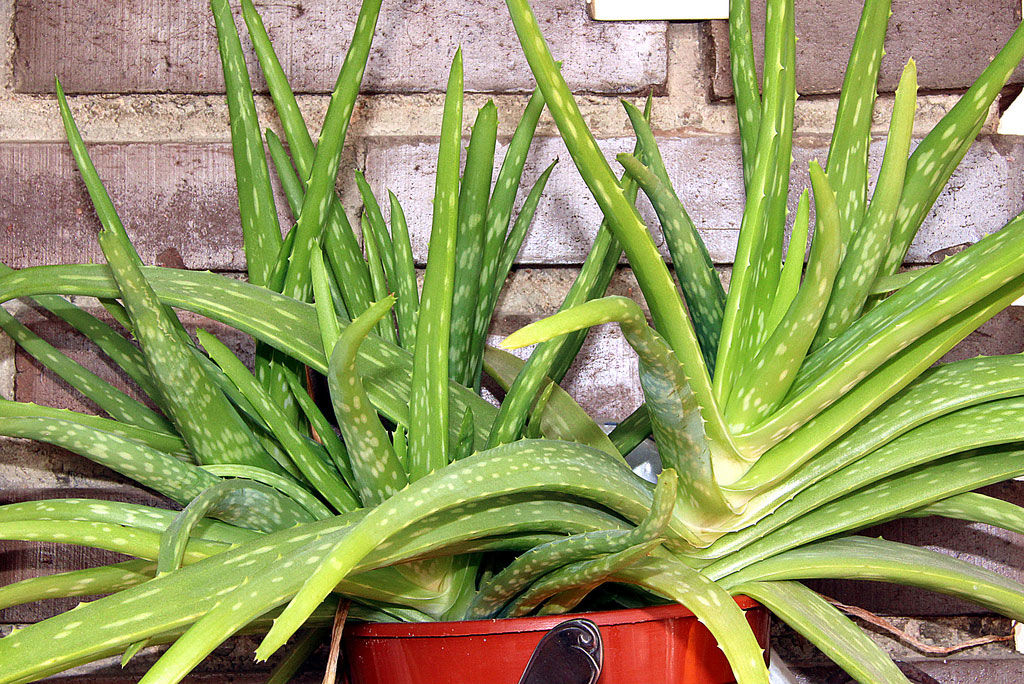 Aloe vera cuidados sol