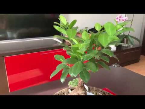 Bonsai ficus benjamina se le caen las hojas
