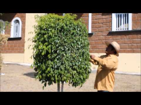 Ficus benjamina bicolor poda