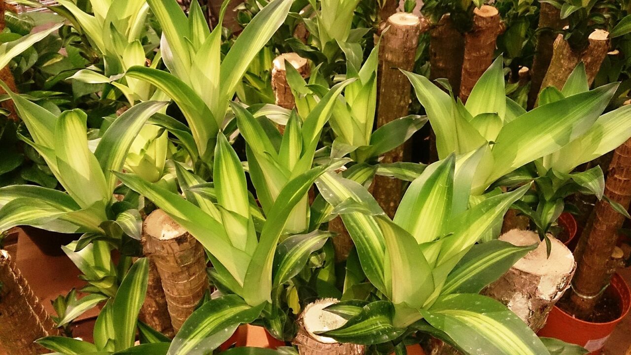 Dracena sin tronco