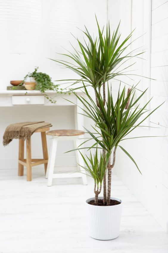 Dracena de hoja fina cuidados