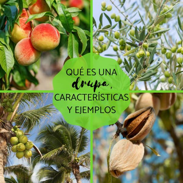 Significado de la palabra cocotero