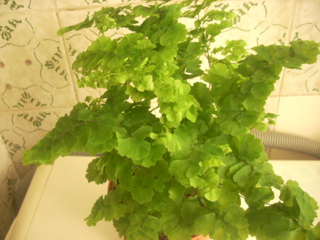 Como cuidar adiantum
