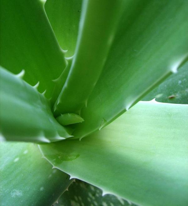 Aloe vera para la dermatitis seborreica