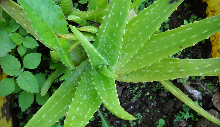 Aloe vera cortarlo y aplicarlo