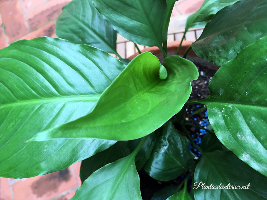 Cuna de moisés espatifilo flor de la paz spathiphyllum