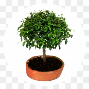Dibujos de ficus benjamina para colorear
