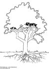 Arbol cocotero para colorear