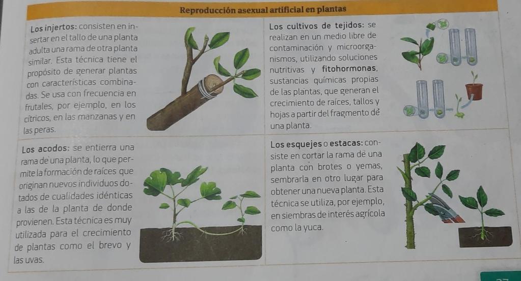 Tipo de reproduccion de la yuca