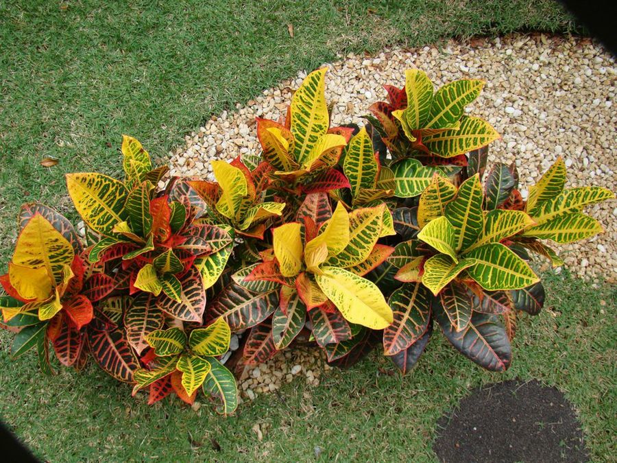 Hogar plantas croton adorno