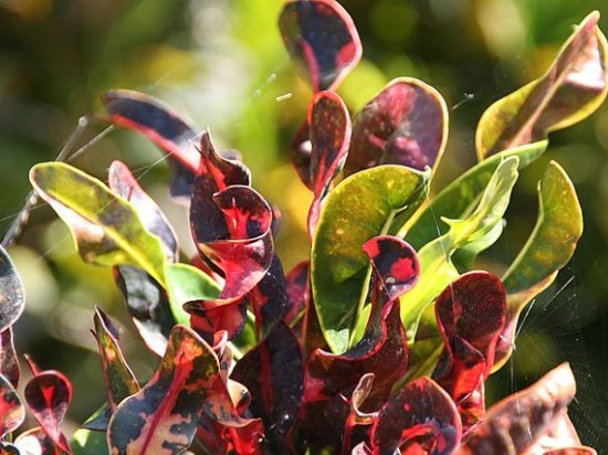 Las plantas croton pueden estar dentro de noche