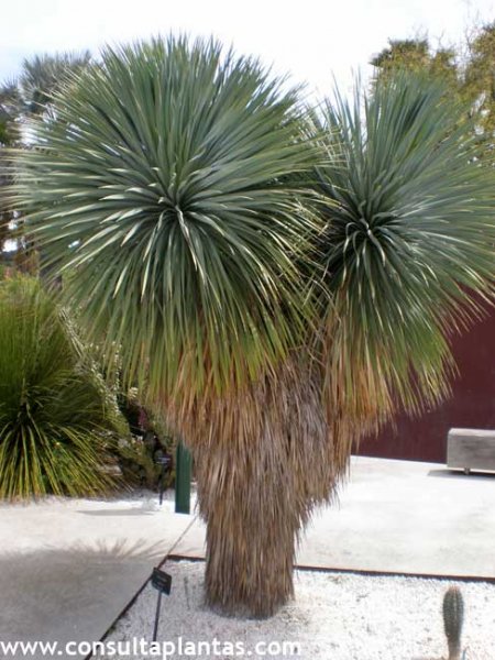 Yuca hojas secas