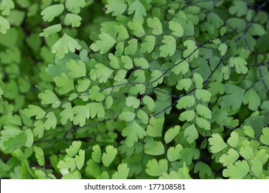Adiantum capillus-veneris trepadora