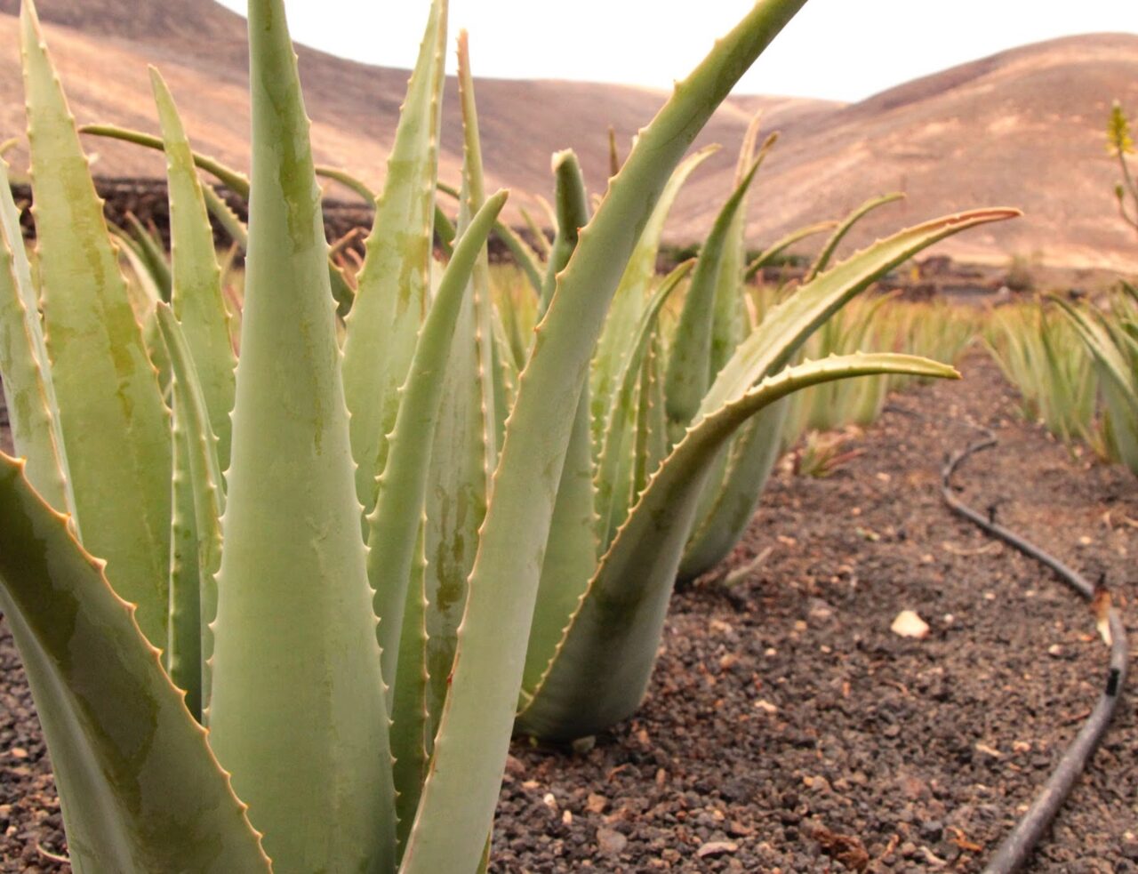 Cuidados del aloe vera en invierno