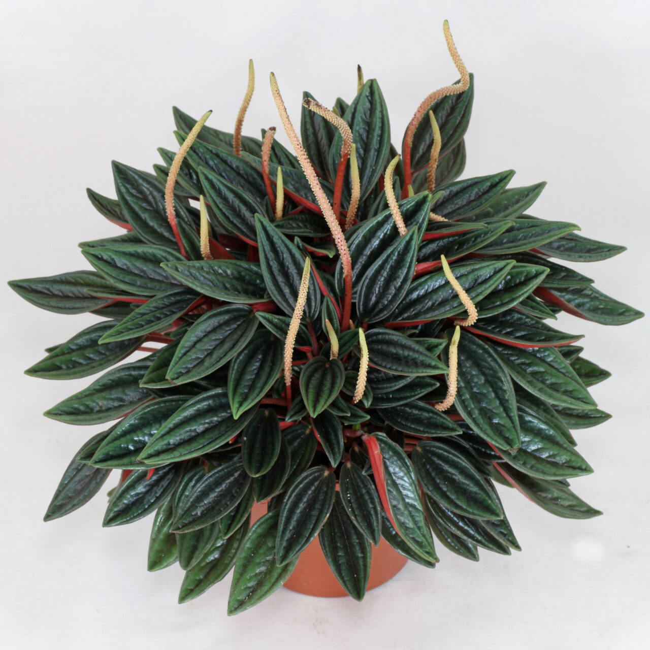 Planta peperomia ferreyrae