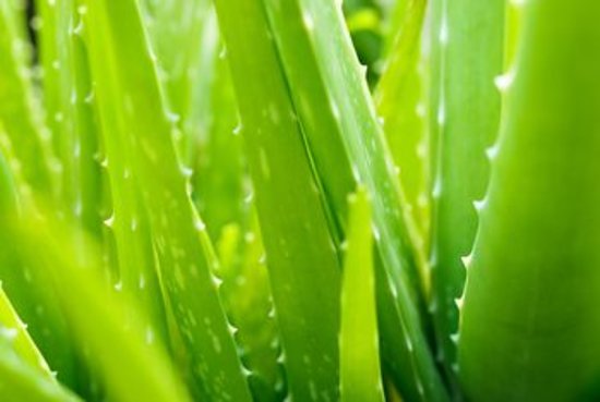 Antigua fuerteventura aloe vera