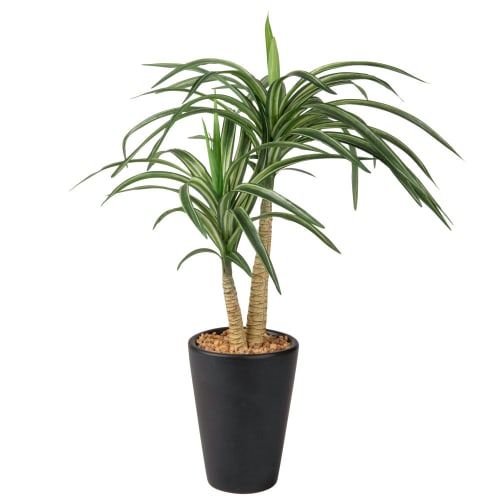 Comprar planta yuca