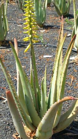 Plantas de aloe vera imagenes