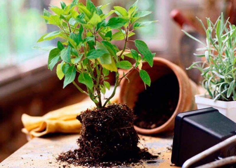 Ficus benjamina como se sabe cuando trasplantar