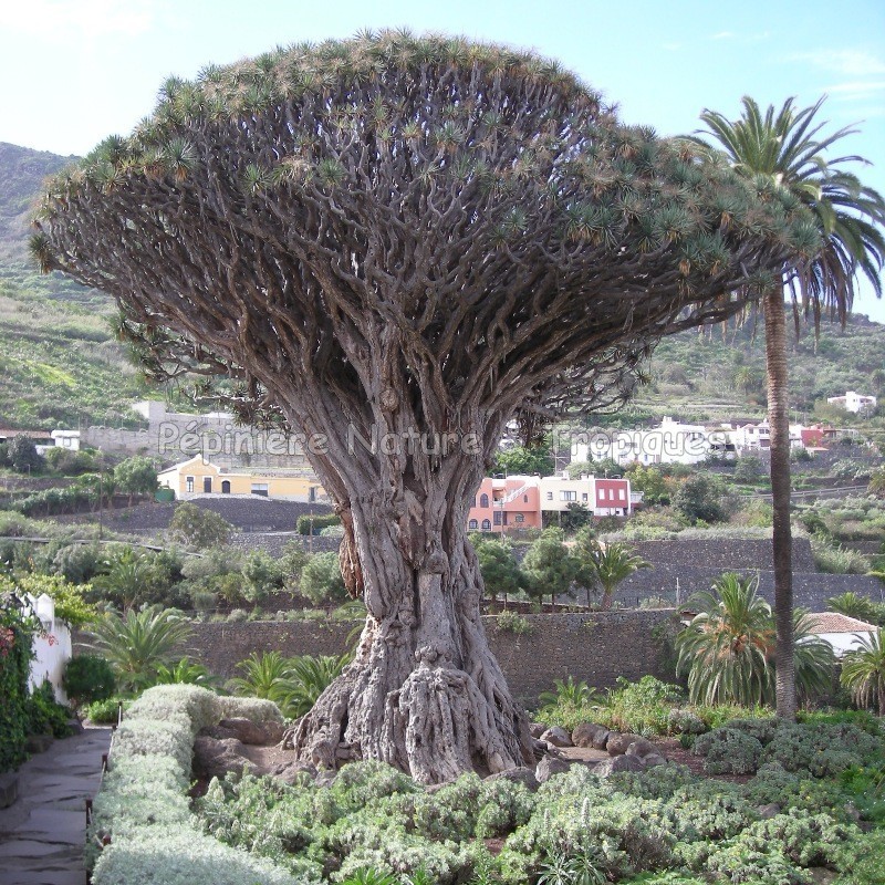 Dracena draco flor
