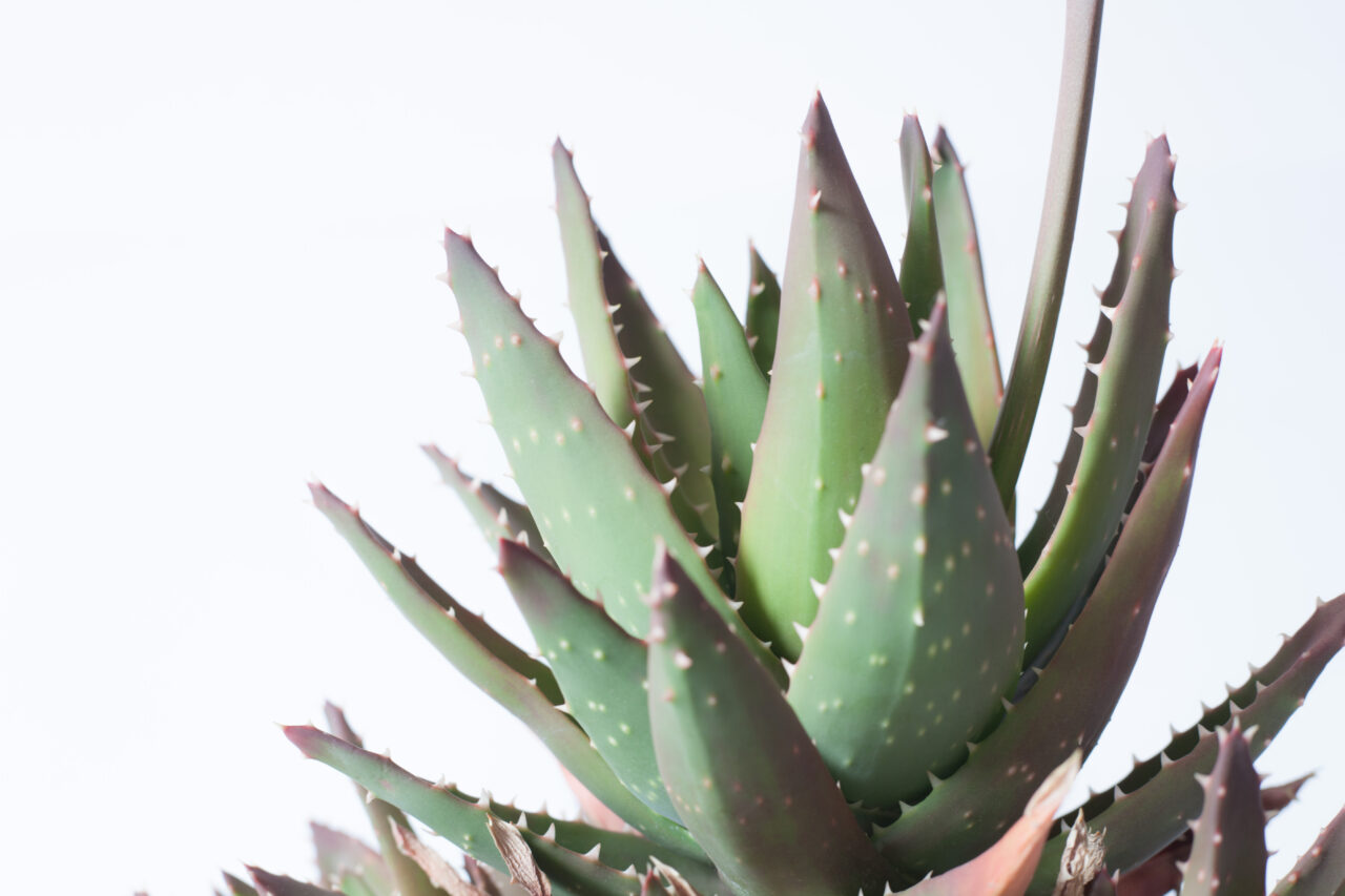 Aloe vera cancerigeno oms