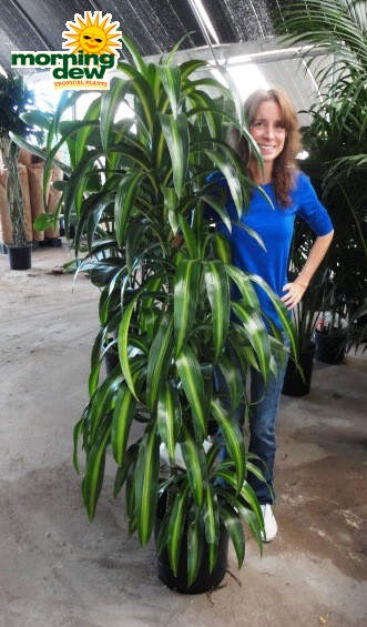 Dracena hawaiian imagen