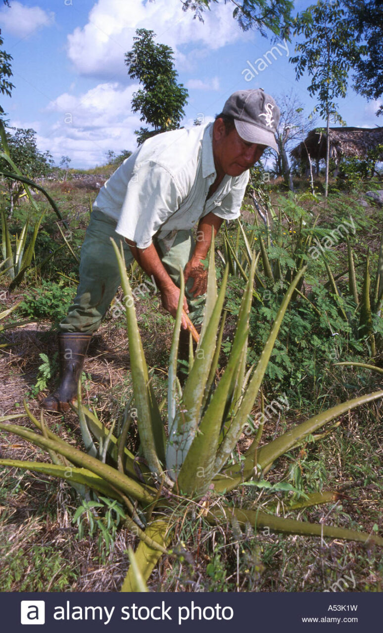 Proyecto de aloe vera