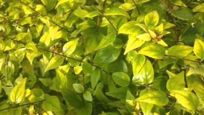 Ficus benjamina amarillea hojas