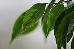 Trenzado de ficus benjamina paso a paso
