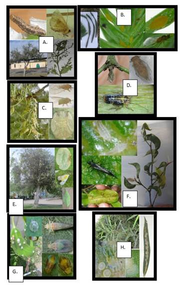 Acaros en ficus benjamina