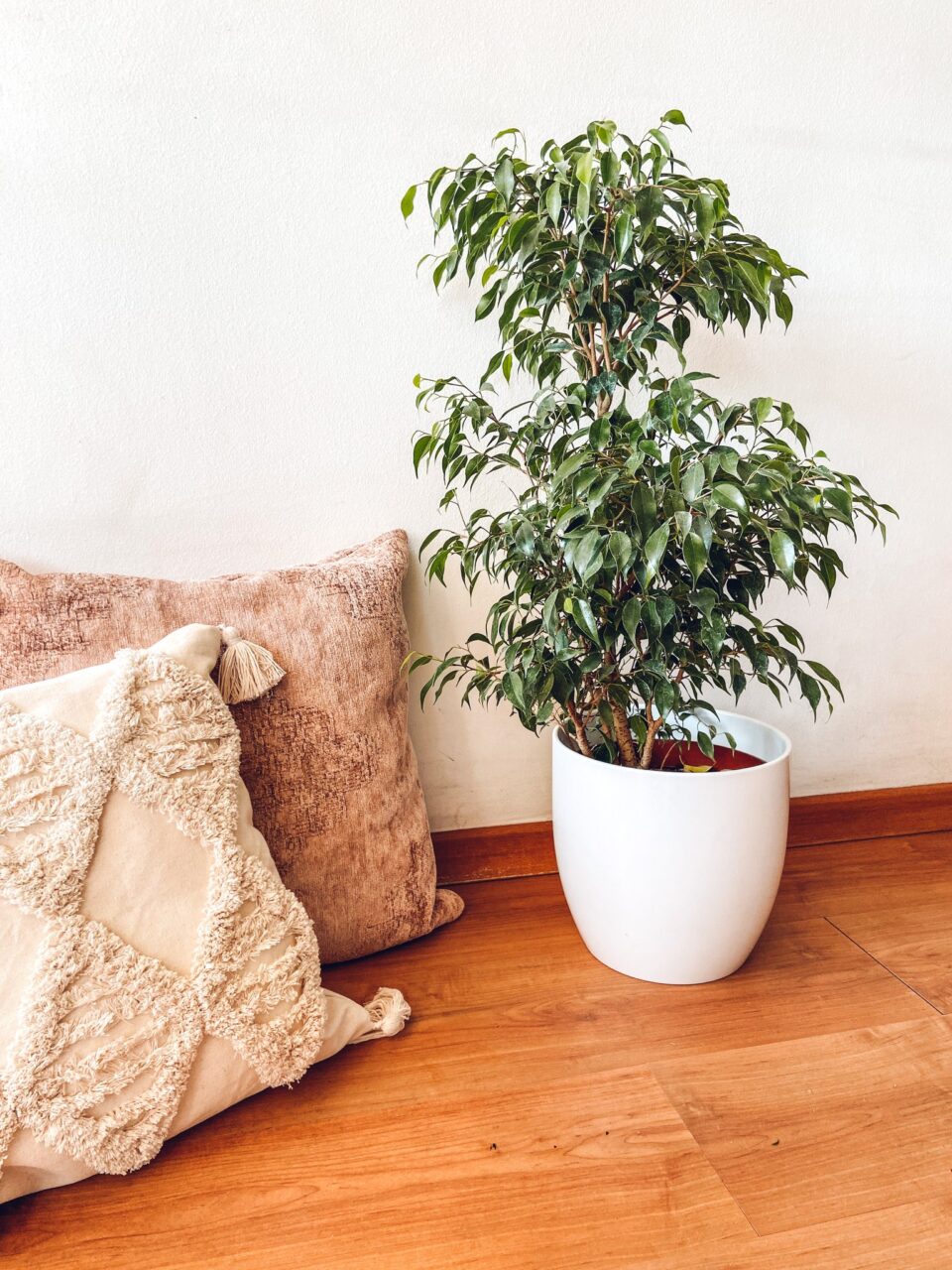 Ficus benjamina nececita luz