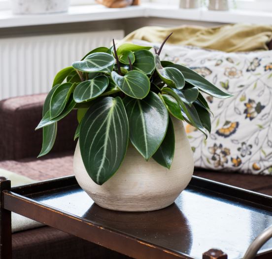 Peperomia en balcon