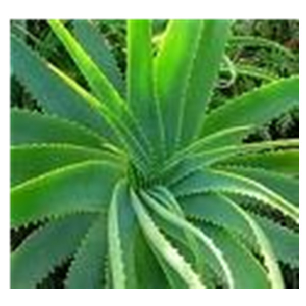 Aloe vera para fistulas anales