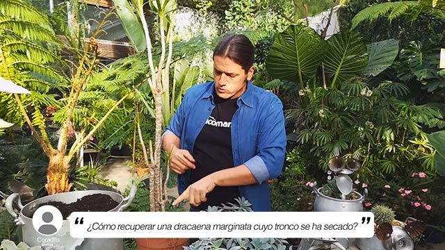 Que tierra necesita una dracena