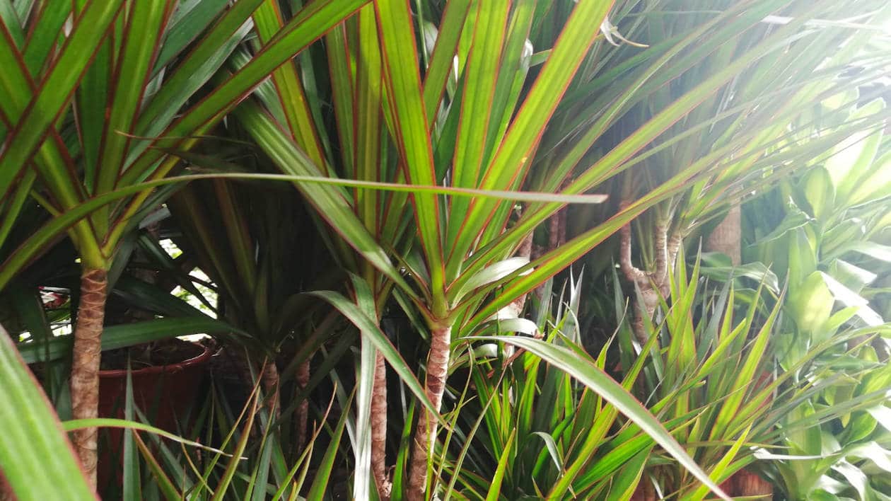 Dracena marginata se seca