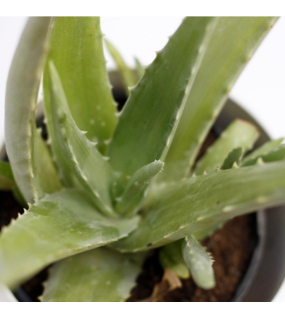 Maceta ideal para aloe vera