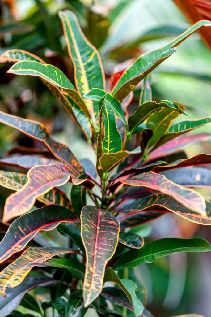 Croton petras puntas hojas secas