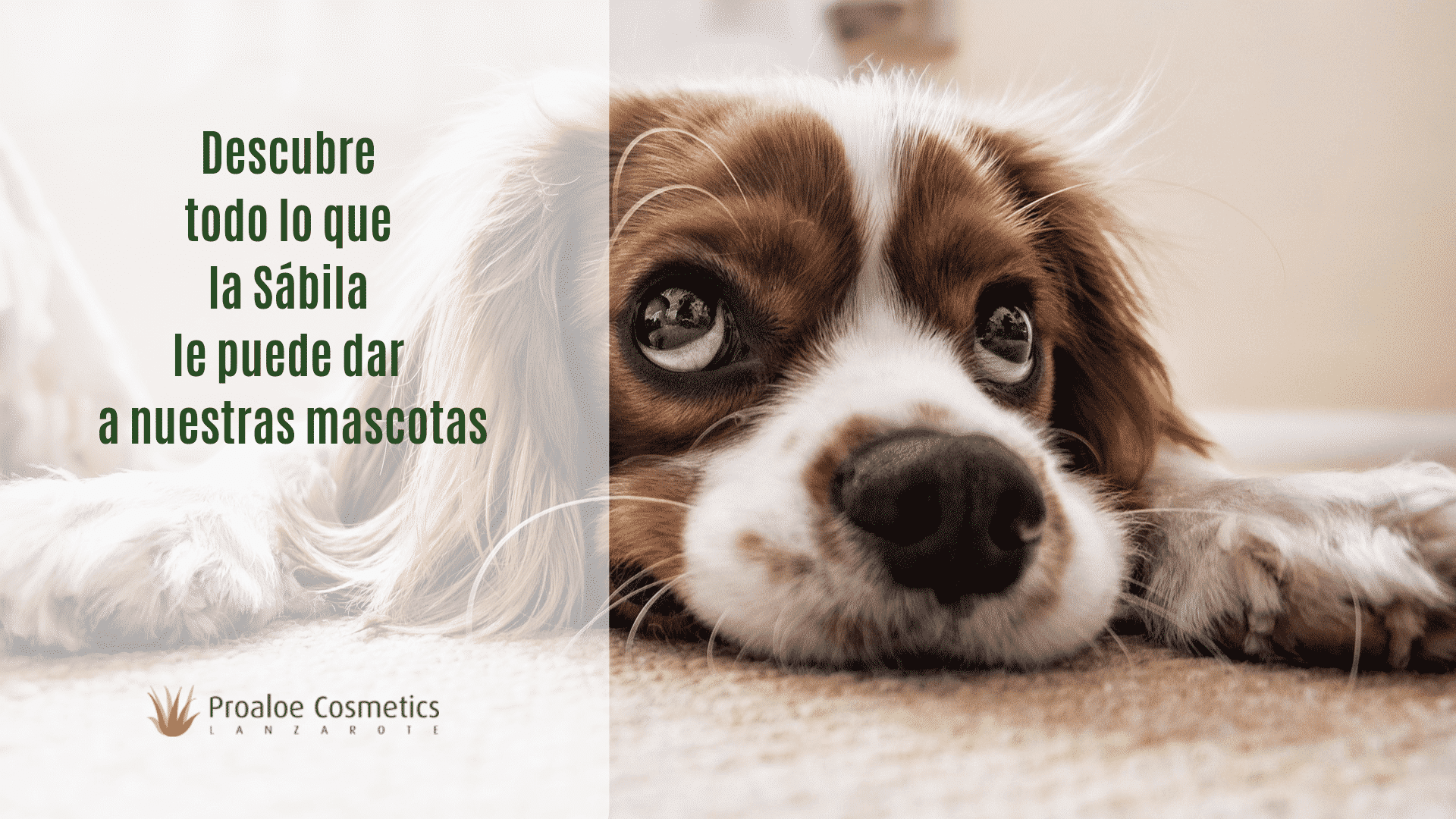 Aloe vera para heridas