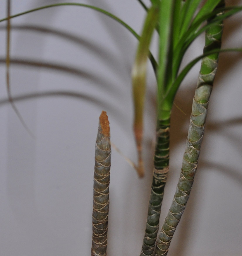 Dracena marginata tronco blando
