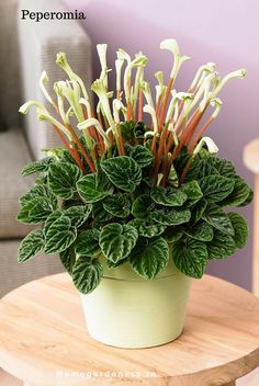 Peperomia con flor