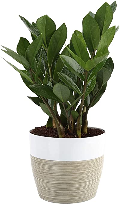 Comprar plantas online zamioculca