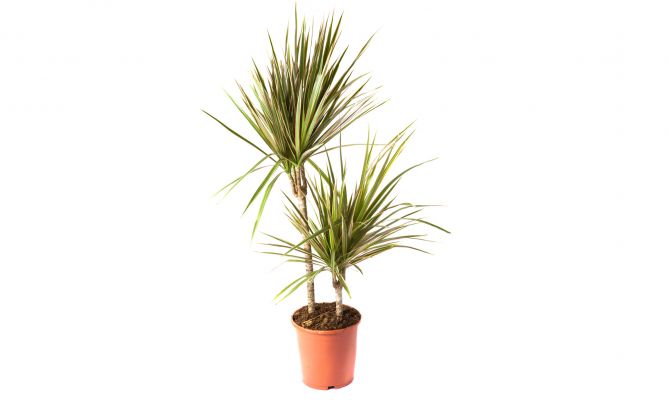 Dracena bicolor de hoja ancha