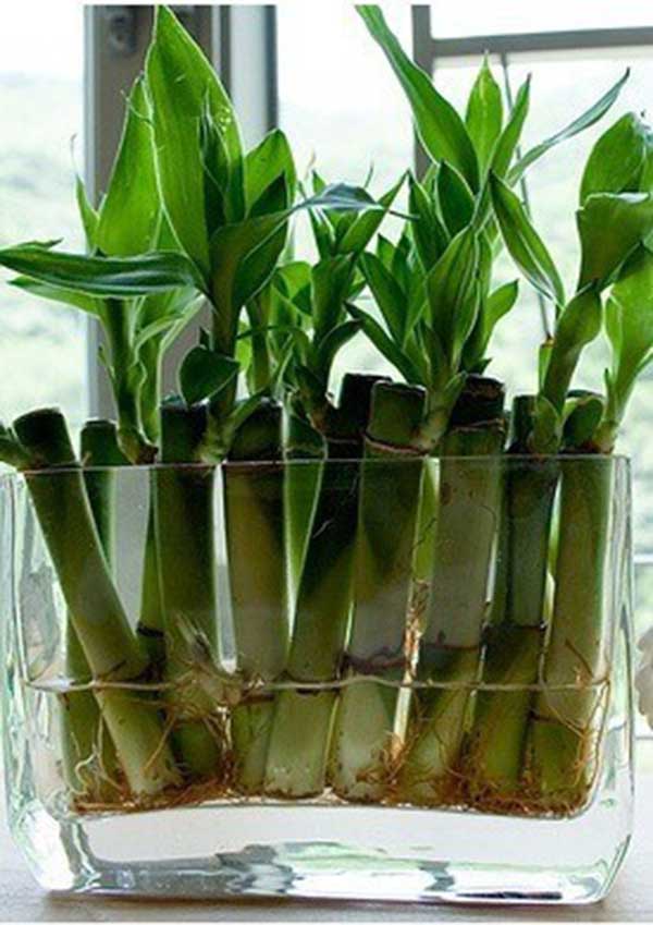 Dracena apta para gatos