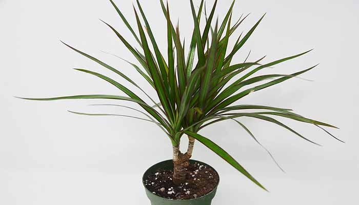 Cuidado de la dracena golden coast