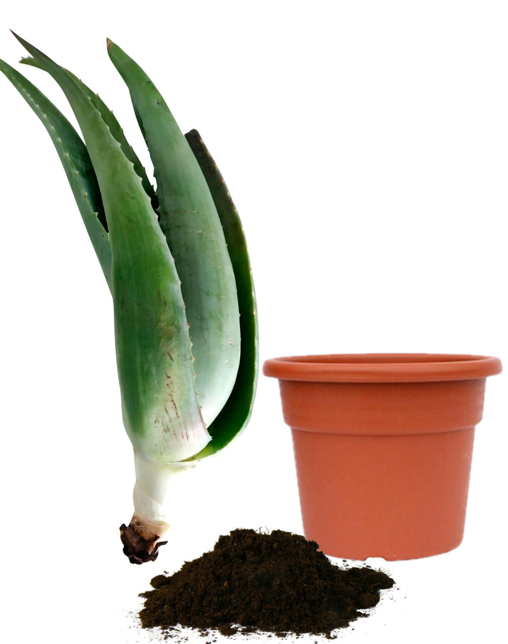 Aloe vera en maceta